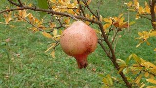 le grenadier commun punica granatum un arbre fruitier [upl. by Myrtice]