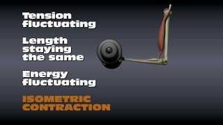 Muscle Contraction Types [upl. by Naasar]