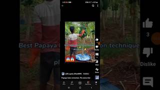 😱 How to Extract Papaya latexPapain extractionಪಪ್ಪಾಯ ShortsViralfarmingagriculture [upl. by Arramahs]