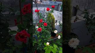 Monsoon terrace garden overview  hibiscus rose bougainvillea flowering plants  gardening [upl. by Alahcim]