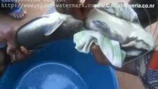 Fingerlings Production In Nigeria [upl. by Balough579]