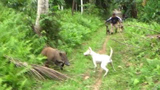 BABI HUTAN BERADU DENGAN ANJING PEMBURU DI BURUAN LOHONG [upl. by Aven806]