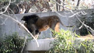 Male Lion roaring in National zoo [upl. by Salaidh]