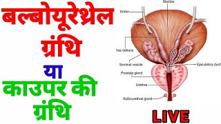 bulbourethral gland bulbourethral gland in hindi बल्बोयूरेथ्रल ग्रंथि काउपर ग्रंथि caupar gland [upl. by Nerhe618]