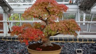 Liquidambar Bonsai Tree Basic Information [upl. by Aitnahs]