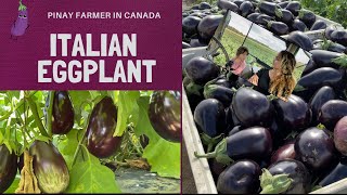 harvesting italian eggplant [upl. by Liris]