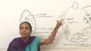 SaccharomycesBSc MSc Lecture by Dr Anupama Goyal [upl. by Ahseinar]