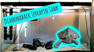 TURTLE TANK  Diamondback Terrapin Tank Tour [upl. by Grizel]