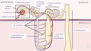 Kidney structure and function A level biology AQA [upl. by Dodwell863]