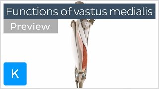 Functions of the vastus medialis muscle preview  Human 3D Anatomy  Kenhub [upl. by Antipus]