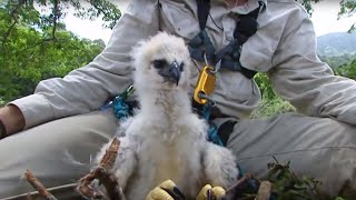 Inside a Harpy Eagle Nest  Ultimate Killers  BBC Earth [upl. by Jacey]