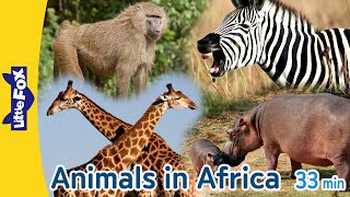 Animals in Africa  Gorilla Crocodile Baboon Giraffe Elephant Hippopotamus Lion Zebra Ostrich [upl. by Utham]