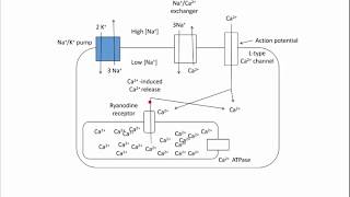 Digoxin  Mechanism of Action [upl. by Euqram386]