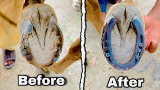 Hoof Restoration  Horse Hoof Compilation  Hoof Trimming [upl. by Conover559]