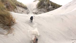 Whippets loving beach [upl. by Kirchner630]