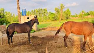 Horse Mating Horse breeding Horse enjoy Video First Time Cross Ox Male horse [upl. by Yesima]