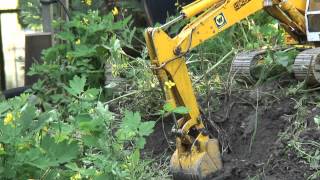 VIDEO 156 Lange Wurzel  Deep Root of Capsella [upl. by Nyladnohr]