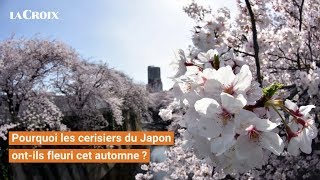 Pourquoi les cerisiers du Japon ontils fleuri cet automne [upl. by Oramug]