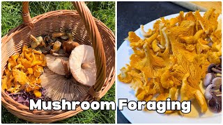 Mushroom Foraging Walk in October Picking  Cleaning  Cooking [upl. by Yelrahs]