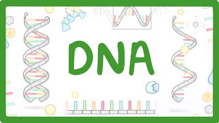 The Whole of AQA ALevel Biology  Genetic information variation and relationships  Exam Revision [upl. by Nangatrad]