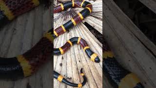 Up close with a highly venomous Eastern Coral Snake [upl. by Sigrid]