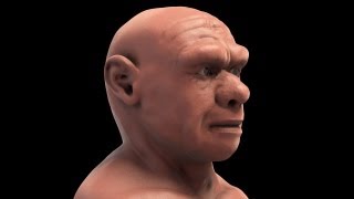 Homo neanderthalensis  3D forensic facial reconstruction [upl. by Nyral167]