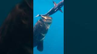 Giant Grouper Eats Bonito Underwater [upl. by Oremo]