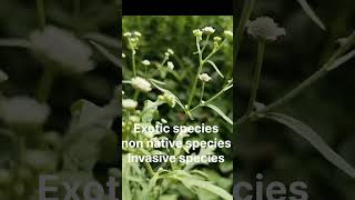 Parthenium Invasive speciesytshortsshortsneetbiologyfacts [upl. by Oiram]