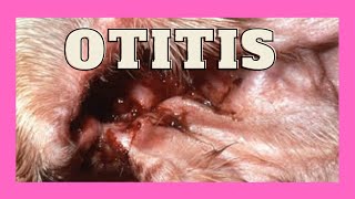 Otitis en perros [upl. by Cyrilla]