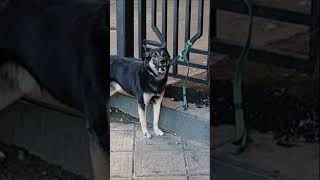 DOG BARKING Sound Effects short shorts Собака лает 39 MAKE YOUR DOG OR CAT GO CRAZY 狗叫聲 छाल 吠える [upl. by Docilu]