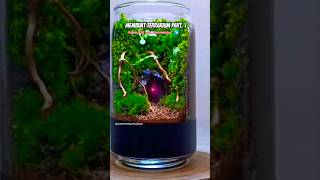 Part1  Making a Terrarium From Small Glass terrarium aquascape aquarium [upl. by Joelynn]