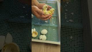 Hatching Ermine Ameraucana Chickens [upl. by Celie906]