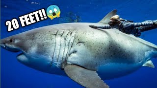 LARGEST GREAT WHITE SHARK FILMED  BIGGEST GREAT WHITE SHARK DEEP BLUE  DEEP BLUE SHARK [upl. by Narah]