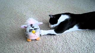 Cat vs Furby [upl. by Inanuah979]