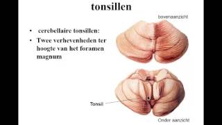 zenuwstelsel deel 4 cerebellum [upl. by Hathaway]