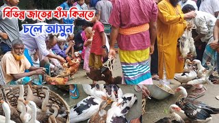 বিভিন্ন জাতের হাঁস কিনতে চলে আসুন লাউহাটি হাটে  দেলদুয়ার টাঙ্গাইল  Traditional Village Market [upl. by Radley]