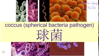 quotCOCCUS SPHERICAL BACTERIA PATHOGENquot in Cantonese 球菌  Flashcard [upl. by Eanert]