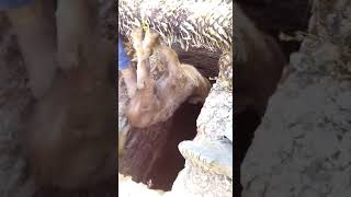 Rescatando a becerro que cayó a un pozo viral Rescuing a calf that fell into a well viral [upl. by Dippold]