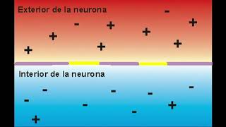 Impulso nervioso membrana en reposo y polarizada sinapsis [upl. by Yerga253]