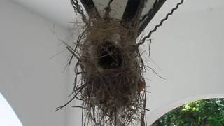 Sunbirds nest on a ceiling light  קינון של צופיות [upl. by Whitby925]