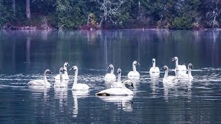 The REAL Swan Lake Trumpeter Swans by the Hundreds Taking Flight HD [upl. by Hoover]