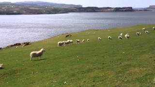 Scotland Border Collie Sheep Herding [upl. by Marchelle]