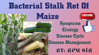 Bacterial Stalk Rot Of Maize ।। जीवाणुज वृंत विगलन।। सम्पूर्ण जानकारी ।। BScAg 5th Semester [upl. by Adnohsirk]