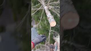 Dead Tree arborist treeclimbing treeclimber treeremoval pnw oly crotchcam cambiumtreeworks [upl. by Rufina]