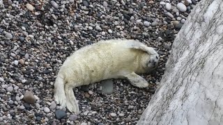 7 day old seal pup [upl. by Ahtnahc684]