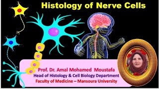 Histology of Nerve cells Prof Dr Amal Mohamed moustafa [upl. by Allerim347]