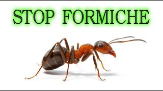 Stop alle formiche per sempre in modo naturale e a costo zero  o quasi ants fourmis hormigas [upl. by Lazare]