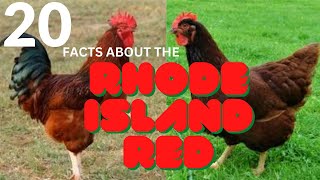 20 Facts About the Rhode Island Red Chicken Breed [upl. by Nwahc]