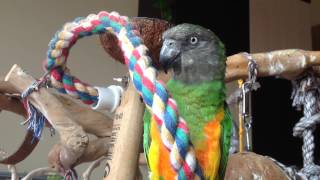 Senegal Parrot Sounds 2 [upl. by Ewen252]