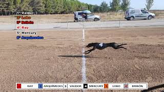 XXXIV CAMPEONATO DE ESPAÑA DE GALGOS CON LIEBRE MECANICA SOBRE RECTA  500 METROS NACIONALES [upl. by Anelrac]